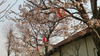 夜は提灯が桜を照らす。