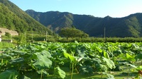 綿内蓮根と太郎山、そしてこの空気。