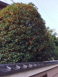 オレンジ色の小さな花びらから小さな幸せを届けてくれる