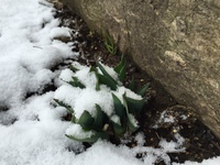 目を出したチューリップに雪が積もりました。