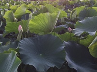 ピンク色の花を除草する様です。