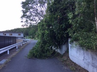 裏山の木が工業団地の道を塞いだ。